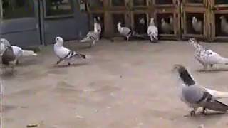 SABZ JOGIA AND SHIRAZI PIGEONS OF JAVED USTAD  PART 4 [upl. by Jo Ann]