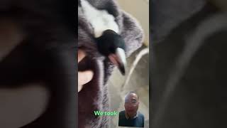 Magpie asks couple for help thedodo animals pets dog [upl. by Traweek]