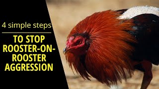 How to get your roosters to stop fighting each other in 4 simple steps [upl. by Azeret]