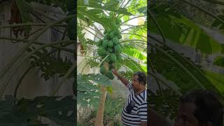 papaya treeMaadi thottam sachu [upl. by Cogn]