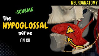 CN 12 Hypoglossal Nerve EASY Scheme  Animation [upl. by Svend789]