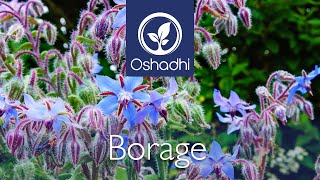 Borage Borago officinalis  EssentialOilPlant Portrait by Dr Malte Hozzel [upl. by Poirer196]