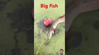 fisherman fishing fishermanlife fruit shortsvideo viralvideo fish fishingtips fishermans [upl. by Whitebook534]