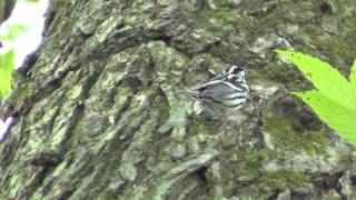 Birds of New York  Birding Central Park [upl. by Eserrehs]