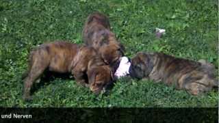 Asgard´s Pride Bulldogs quotSWurfquot Continental Bulldog [upl. by Ojeitak]