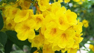 Yellow trumpet bush  Esperanza plant  Tecoma Stans  Kelani Tissa Tecoma stans [upl. by Nikolaus]