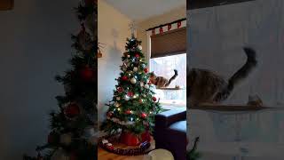 Cats and Christmas Trees pet cat christmas [upl. by Elnukeda]