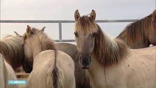 Paarden Oostvaardersplassen onderweg naar WitRusland  RTL NIEUWS [upl. by Lessard]