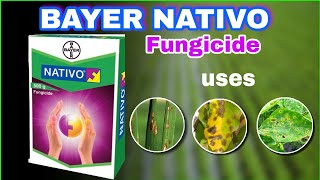 Bayer NATIVO fungicide  Systemic Fungicide  Tamil [upl. by Yelrebmik703]