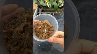 Orchid easy Propagation plants gardening ytshorts [upl. by Sacha]