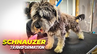 SCHNAUZER GROOMING Transformation [upl. by Llibyc]