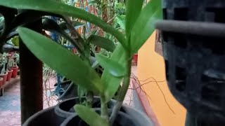 പുതിയ orkid അതിന്റെ pottingorkid potting [upl. by Carin]