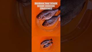 Gordons bay black bream fishing session [upl. by Aloap515]