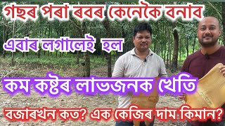 কম কষ্টৰ লাভজনক ৰৱৰ খেতি New farming ideas ॥Rubber Cultivation ॥Ruber kheti in Assam॥ Best farming [upl. by Eillek]