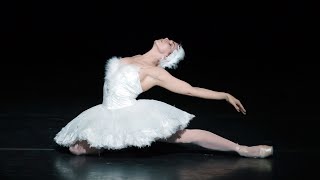 The Dying Swan – Natalia Osipova The Royal Ballet [upl. by Akemhs]