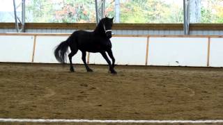 Friesians of Majesty Townshend Vermont [upl. by Eladroc922]