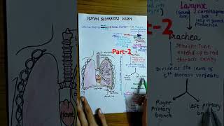 HUMAN RESPIRATORY SYSTEM PART2 breathingandexchangeofgasesclass11biologyneet2025cbseshortsbio [upl. by Ivanna346]