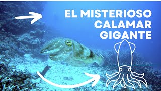 El misterioso Calamar Gigante Explorando las profundidades del océano [upl. by Southworth]