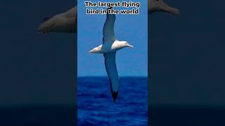 A brief introduction to the 😄albatross🥰 the worlds largest flying bird viral youtubeshorts [upl. by Macmahon]