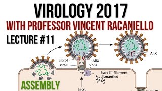 Virology Lectures 2017 11 Assembly [upl. by Amari158]