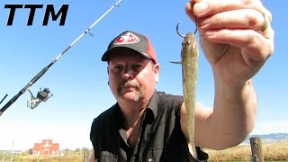 Best Way to Hook Mudsuckers for Live Bait FishingStriped Bass Fishing [upl. by Radferd15]