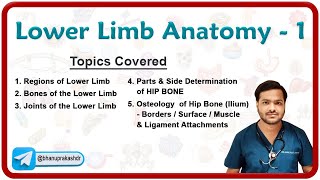 Lower Limb Anatomy  Osteology of the Hip Bone 🦴🦵 [upl. by Enirahtac125]