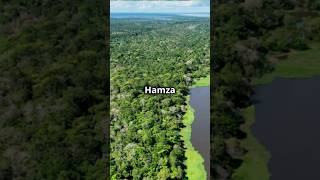 The Magnificent Amazon Forest [upl. by Nivac]