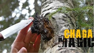 Chaga Hunting  How to find it and what to look for [upl. by Irme]