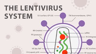 The Basics of the Recombinant Lentivirus System [upl. by Ydnat]