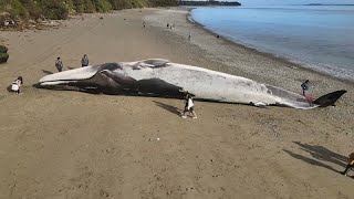 Blue whale found dead on Chilean beach [upl. by Alien]