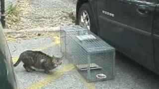 Cats on the menu in Vietnam despite being illegal [upl. by Schnur97]