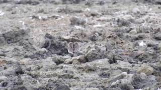 Temmincks Stint [upl. by Woodward]