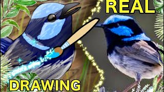 Drawing a superb fairywren [upl. by Weingarten487]