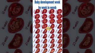 quotWomb Diary Babys Development Week by Weekquot Babys Growth Week growth babyweekly yt [upl. by Minette513]