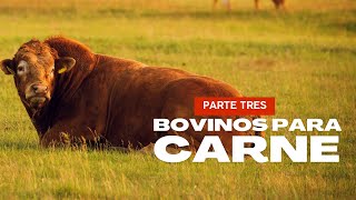 BOVINOS PARA CARNE parte tres [upl. by Ainnet610]