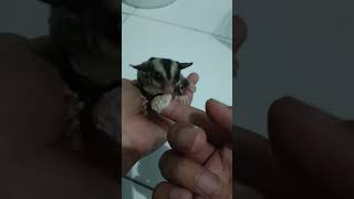 Cara cepat agar sugar glider bonding shorts shortvideo sugarglider cuteanimals fypage pet fyp [upl. by Yroggerg99]