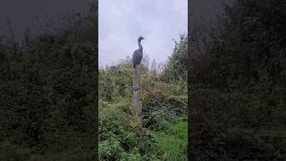 Rhuddlan Nature Reserve shorts wildlife birds swan [upl. by Arlene290]