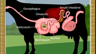 Life ProcessDigestion in Ruminants07 [upl. by Reiners]