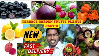 TERRACE GARDEN FRUITS PLANTS PART2  EASY GROWING PLANTS MAADITHOTTAM online rose gardening red [upl. by Moina]