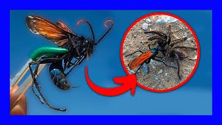 Las 10 Picaduras de Insecto Más Dolorosas del Mundo [upl. by Latouche]