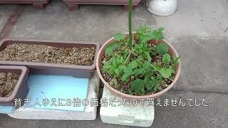 June 14 2024 長茄子栽培プランター作製 Making a planter for growing eggplants [upl. by Noyad]