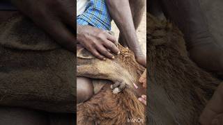 Intravenous injection in sheep Veterinary [upl. by Fulvi163]