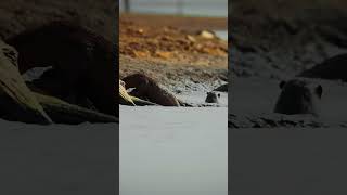 Otters playing in the Kabini River shorts [upl. by Vannie313]