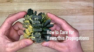 How to Care for Haworthia Propagations [upl. by Dianne260]