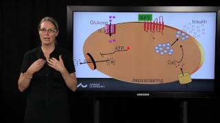 Betaceller Kroppens egen insulinfabrik [upl. by Llertnod]