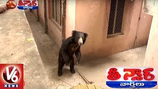 Exclusive Visuals  Bear Hulchul At Karimnagar BSNL Office  Teenmaar News [upl. by Melena]