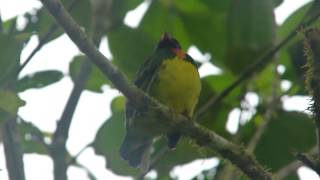 Pipreola jucunda el sutu Mistrato Risaralda Colombia [upl. by Annatnom878]