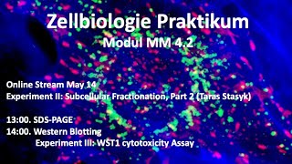 Modul MM 42 Zellbiologie Praktikum  Teil 4 [upl. by Imefulo580]