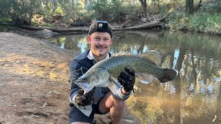 Murray Cod Fishing Bonanza Epic Skinny Water Captures [upl. by Cohen708]