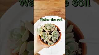 Water Succulents Soak and Dry Method for Beginners  The Next Gardener [upl. by Olia323]